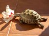 Wilma obviously enjoys eating Hibiscus flowers!